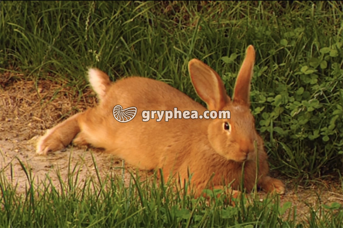 Les mouvements respiratoires des animaux - extrait - gryphea.com